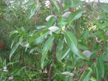 Fruit growing on a tree