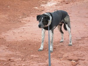 Bongo pulling against his leash