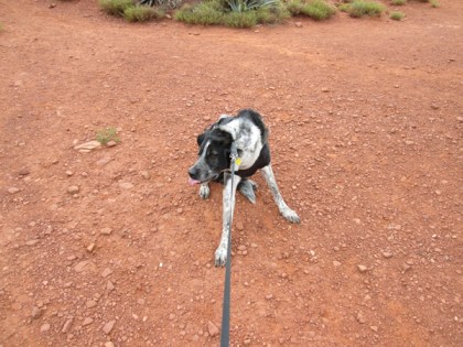 Bongo refusing to move