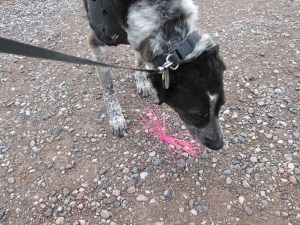 Bongo sniffing a pink thing in the ground