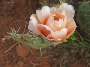 Pink prickly pear cactus flower