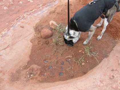 Bongo and a dried up puddle