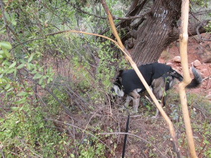 Bongo sniffing behind bushes