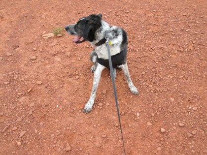 Bongo holding his ground