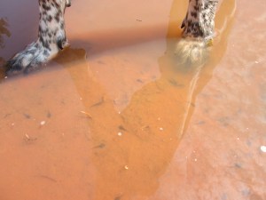 Bongo's paws in a puddle with tadpoles