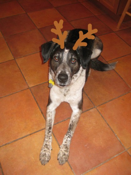 Bongo with antlers