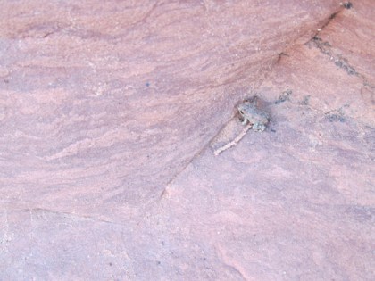 Toad at a cliff base
