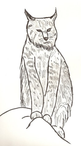 Bobcat drawing