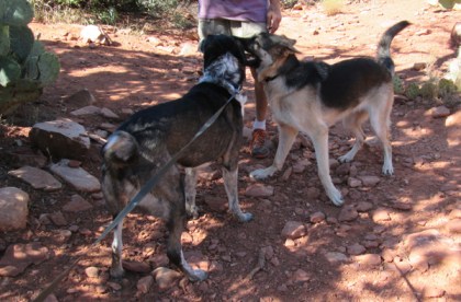 Bongo and Julie playing