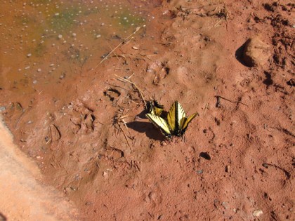 Butterflies in the mud near a puddle