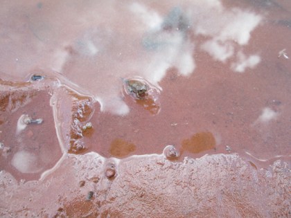Tiny toad with a tail coming out of the water