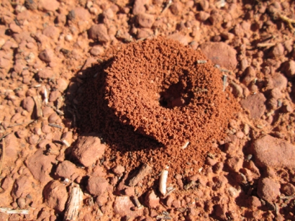 Funnel shaped ant hole entrance