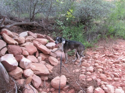 Bongo trying to climb the rocks