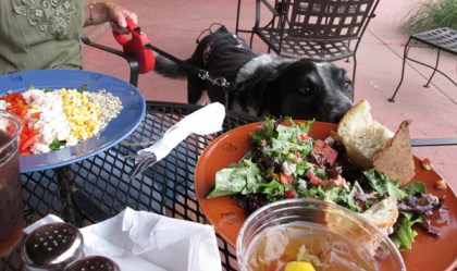 Bongo sniffing the food