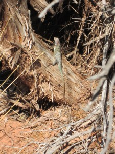 Lizard on a log