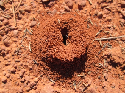 Ant hole entrance with a long slot
