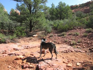 Bongo looking around the dry wash on his trails