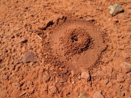 ant hole entrance with a circle around it