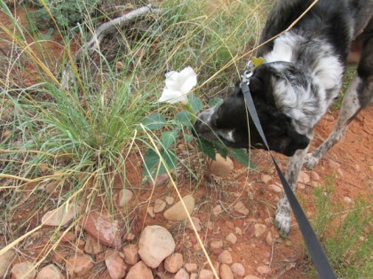 Bongo sniffing a white morning glory