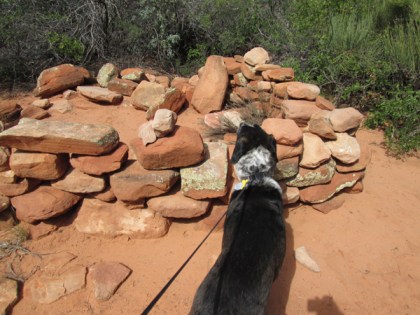 Bongo looking at stone structure