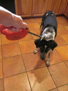 Bongo in the kitchen resisting his leash