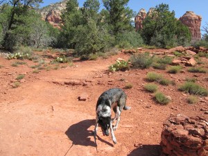 Bongo pawing the ground