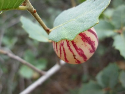 white with red stripes round gall