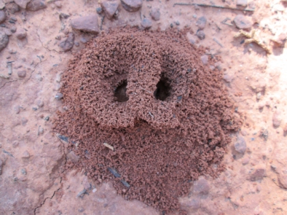 Overlapping ant hole entrances