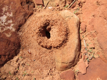 Ant hole entrance partly on a rock