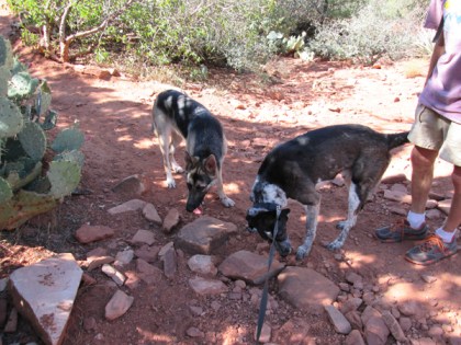 Julie and Bongo sniffing spots near each other
