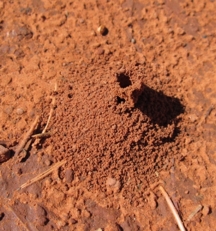 Tall, skinny ant hole entrance with an extra opening on the side