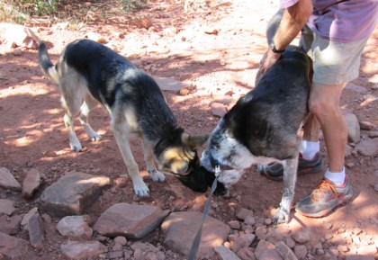 Julie and Bongo sniffing the same spot