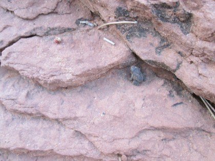 toad at the base of graduated rocks