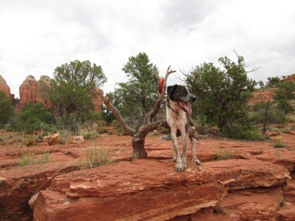 Bongo tied to and tangled on a tree