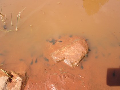 Tadpoles in a puddle