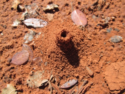 Tall, skinny ant hole entrance