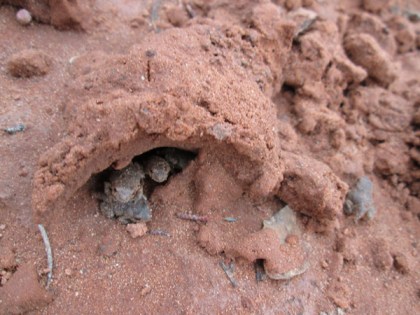 Toads in a mud hut