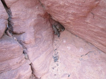 Two tiny toads in a crack in the rock