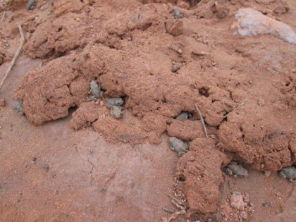 Tiny toads in mud