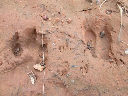 Animal tracks in mud