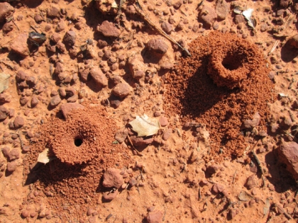 Two tall, skinny ant holes near each other