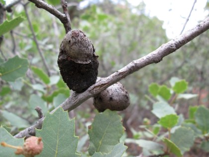 grayish brown odd shaped galls