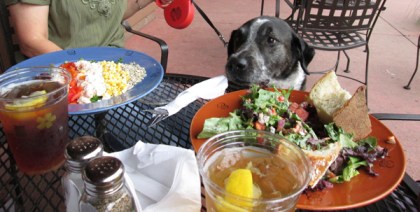 Bongo waiting patiently at the table