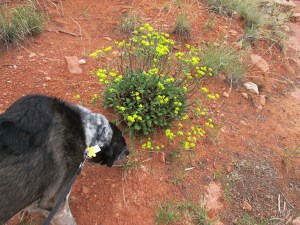 Bongo sniffing a bush with yellow flowers