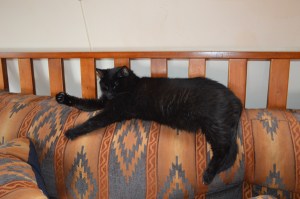 Scratchy on the back of a futon