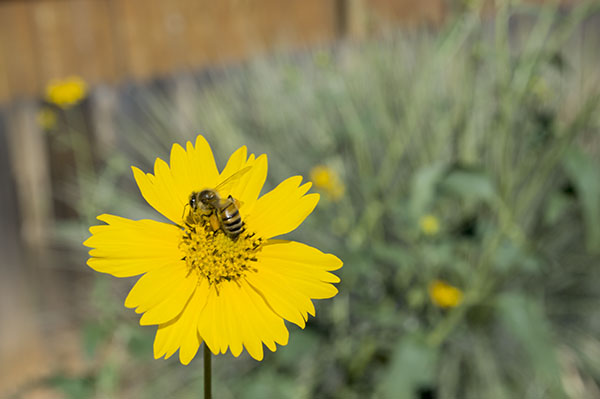 Yellow flower with a bee on it