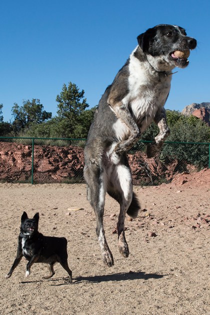 Bongo in the air with Pablo watching