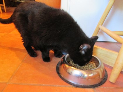 Scratchy eating Bongo's food