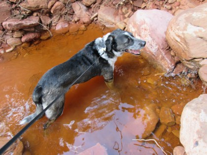 Bongo in a swimming hole that's too small to swim in