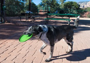 Bongo carrying a Frisbee in his mouth